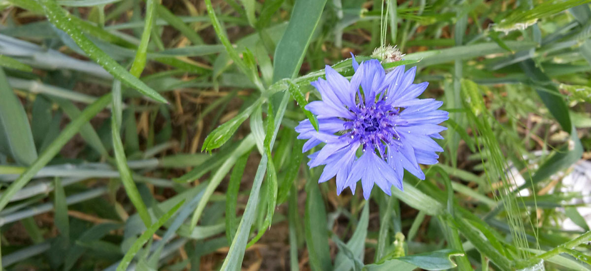 blaue blume